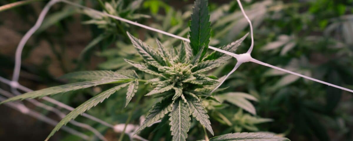 Cultivo de marihuana en casa