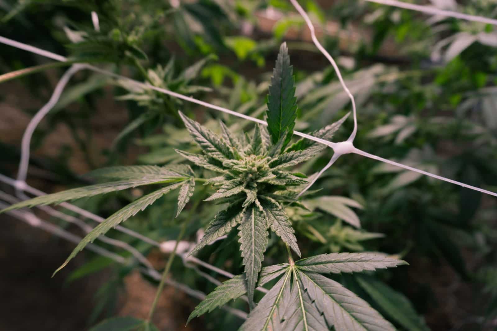 Cultivo de marihuana en casa